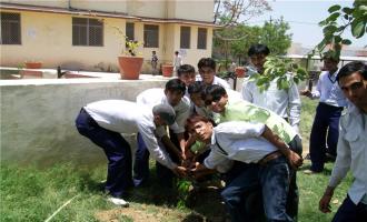 Tree Plantation